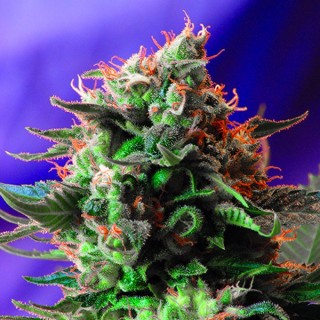 Jack 47 Fast Version   5+2 u. fem. Sweet Seeds