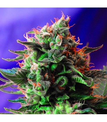 Jack 47 Fast Version   5+2 u. fem. Sweet Seeds