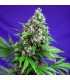 Killer Kush Fast Version   5+2 u. fem. Sweet Seeds