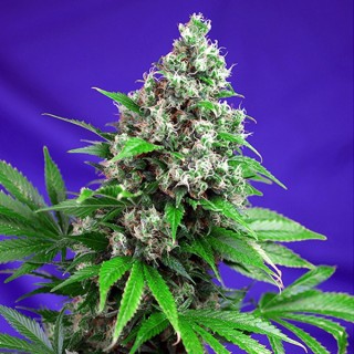Killer Kush Fast Version   5+2 u. fem. Sweet Seeds