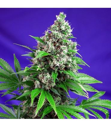 Killer Kush Fast Version   5+2 u. fem. Sweet Seeds