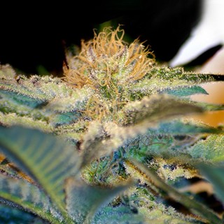 Mohan Ram fem. Sweet Seeds