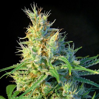Psicodelicia 3+1 uds fem. Sweet Seeds