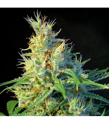 Psicodelicia   5+2 u. fem. Sweet Seeds