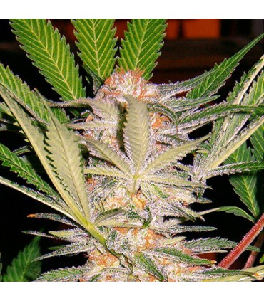 SAD Fast Version   5+2 u. fem. Sweet Seeds