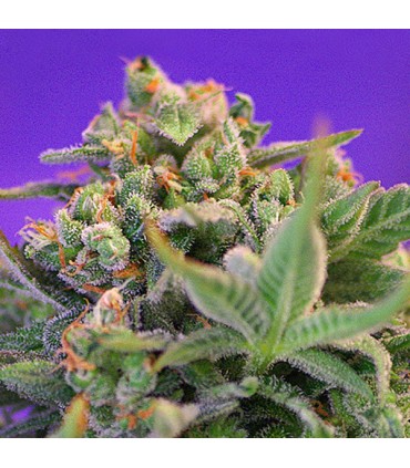 Sweet Cheese   5+2 u. fem. Sweet Seeds