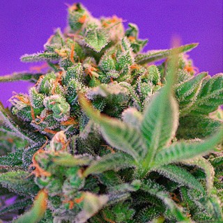 Sweet Cheese Fast Version fem. Sweet Seeds