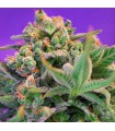 Sweet Cheese Fast Version fem. Sweet Seeds