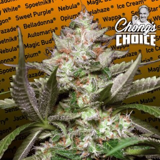 Auto Kong 4 fem. Paradise Seeds