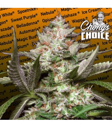 Auto Kong 4  10 u. fem. Paradise Seeds