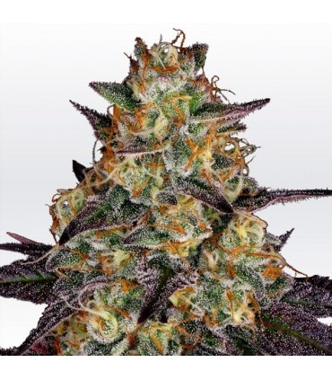 El Dorado OG  5 u. fem. Paradise Seeds