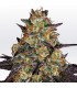 El Dorado OG  10 u. fem. Paradise Seeds