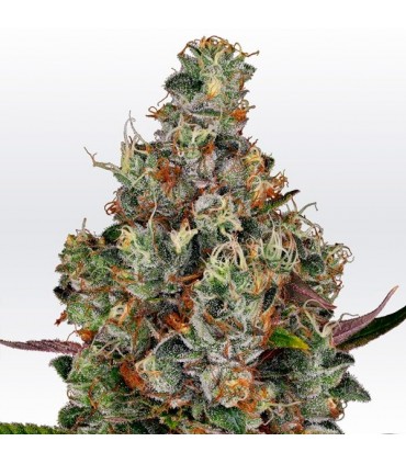 Rainbow Road  10 u. fem. Paradise Seeds