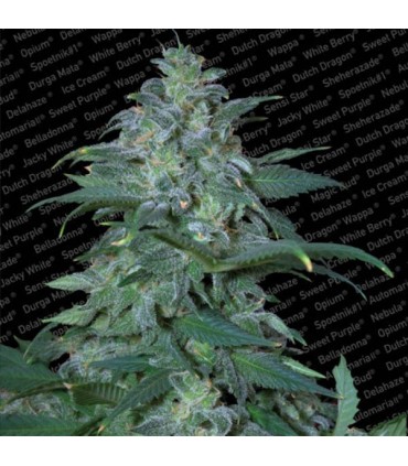 Magic Bud 10 u. fem. Paradise Seeds