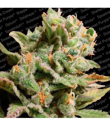 Dutch Dragon 10 u. fem. Paradise Seeds