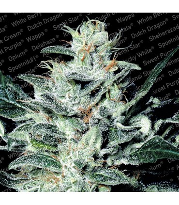 Sensi Star 10 u. fem. Paradise Seeds