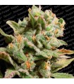 Dutch Dragon  5 u. fem. Paradise seeds