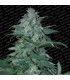 Magic Bud  5 u. fem. Paradise Sedds