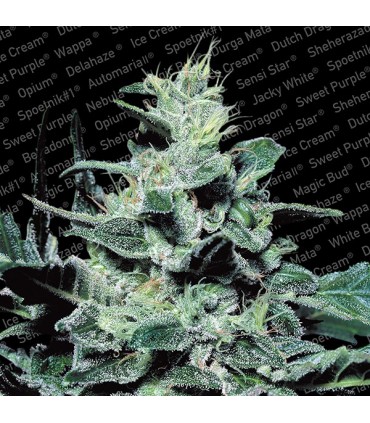 Nebula  5 u. fem. Paradise Seeds