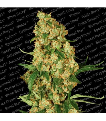 Wappa  5 u. fem. Paradise Seeds