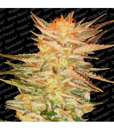 Ice Cream 10 u. fem. Paradise Seeds