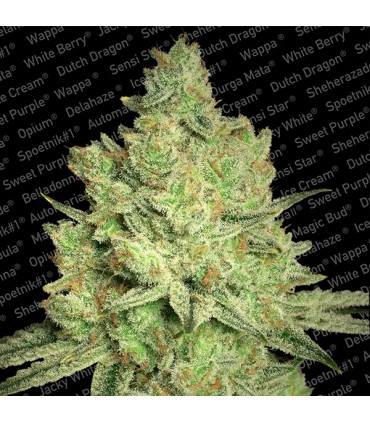 Jacky White 10 u. fem. Paradise Seeds