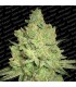 Jacky White  5 u. fem. Paradise Seeds