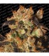 White Berry  5 u. fem. Paradise Seeds