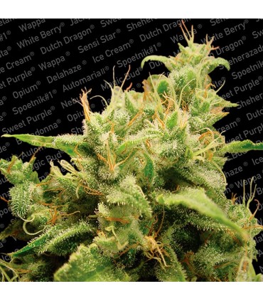 Opium  5 u. fem. Paradise Seeds