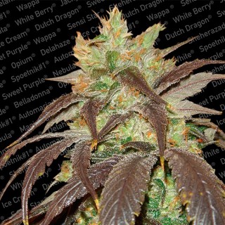 Spoetnik N1 -  5 u. fem. Paradise Seeds