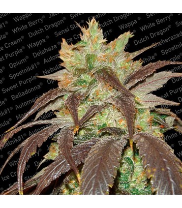 Spoetnik N1 -  5 u. fem. Paradise Seeds