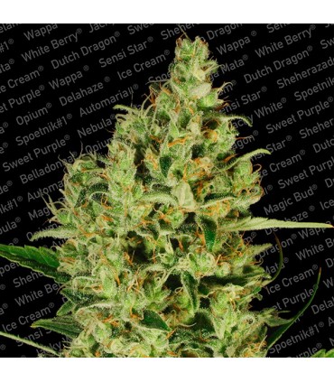 Delahaze  5 u. fem. Paradise Seeds