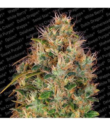 Dutch Kush  5 u. fem. Paradise Seeds