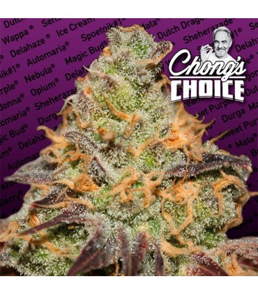 Blue Kush Berry  5 u. fem. Paradise Seeds