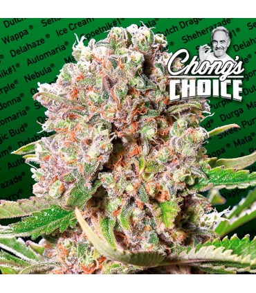 Mendocino Skunk  5 u. fem. Paradise Seeds