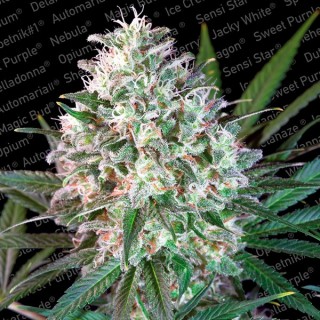 Space Cookies fem. Paradise Seeds