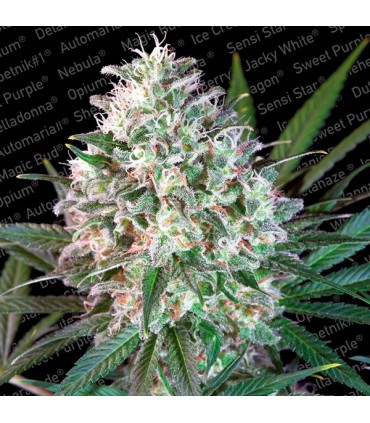 Space Cookies fem. Paradise Seeds