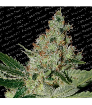 Acid fem. Paradise Seeds