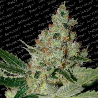 Acid  5 u. fem. Paradise Seeds