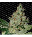 Acid  5 u. fem. Paradise Seeds