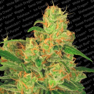 Auto Acid  10 u. fem. Paradise Seeds