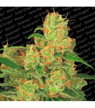 Auto Acid  10 u. fem. Paradise Seeds