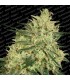Atomical Haze fem. Paradise Seeds