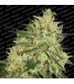 Atomical Haze fem. Paradise Seeds