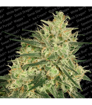 Atomical Haze  5 u. fem. Paradise Seeds