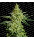 Allkush  5 u. fem. Paradise Seeds
