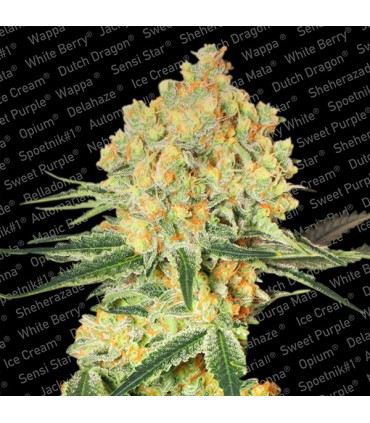 Auto Wappa   5 u. fem. Paradise Seeds