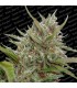 Auto White Berry  10 u. fem. Paradise Seeds