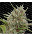 Auto White Berry fem. Paradise Seeds