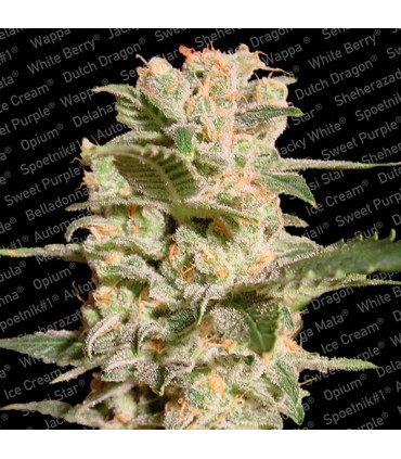 Belladonna 10 u. fem. Paradise Seeds